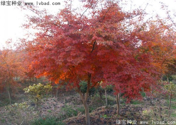 雞爪槭<a href='http://www.zishuwang.com.cn/' target='_blank'>種子</a>