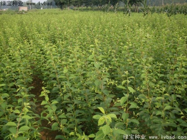 <a href='http://www.zishuwang.com.cn/linmuzhongzi/1715.html' target='_blank'>榆葉梅種子</a>