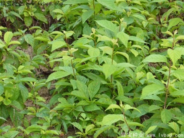 <a href='http://www.zishuwang.com.cn/linmuzhongzi/1715.html' target='_blank'>榆葉梅種子</a>