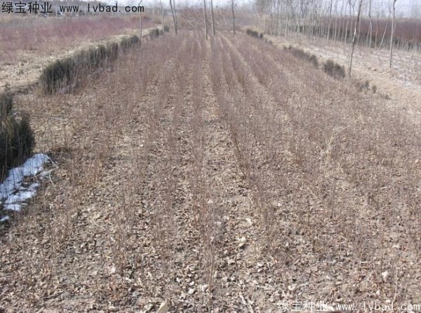 榆葉梅<a href='http://www.zishuwang.com.cn/' target='_blank'>種子</a>