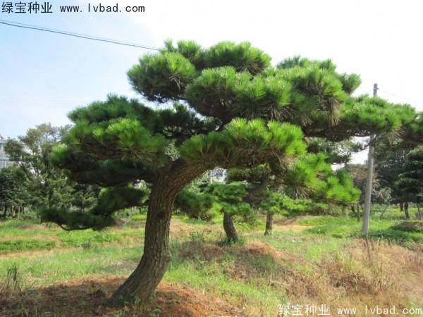<a href='http://www.zishuwang.com.cn/linmuzhongzi/1716.html' target='_blank'>黑松種子</a>