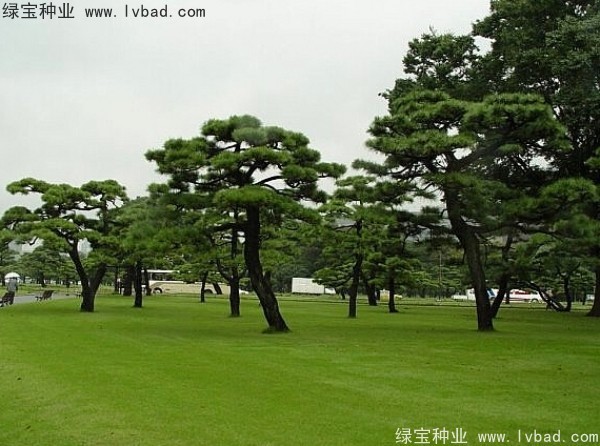 <a href='http://www.zishuwang.com.cn/linmuzhongzi/1716.html' target='_blank'>黑松種子</a>
