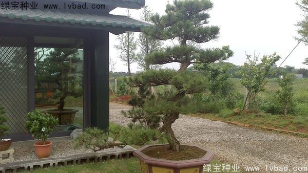 <a href='http://www.zishuwang.com.cn/linmuzhongzi/1716.html' target='_blank'>黑松</a><a href='http://www.zishuwang.com.cn/' target='_blank'>種子</a>