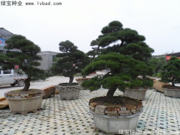 <a href='http://www.zishuwang.com.cn/linmuzhongzi/1716.html' target='_blank'>黑松種子</a>