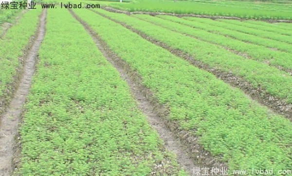 <a href='http://www.zishuwang.com.cn/linmuzhongzi/1720.html' target='_blank'>水杉</a><a href='http://www.zishuwang.com.cn/' target='_blank'>種子</a>