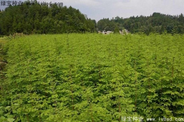 <a href='http://www.zishuwang.com.cn/linmuzhongzi/1720.html' target='_blank'>水杉</a><a href='http://www.zishuwang.com.cn/' target='_blank'>種子</a>