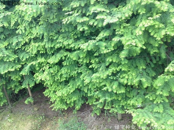 <a href='http://www.zishuwang.com.cn/linmuzhongzi/1720.html' target='_blank'>水杉種子</a>