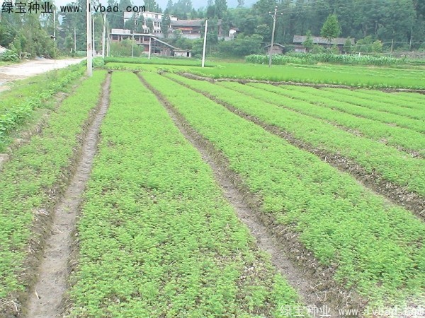 水杉<a href='http://www.zishuwang.com.cn/' target='_blank'>種子</a>