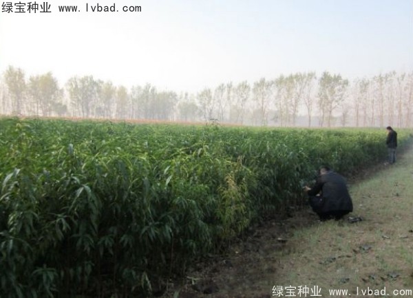 <a href='http://www.zishuwang.com.cn/linmuzhongzi/1723.html' target='_blank'>桃樹種子</a>