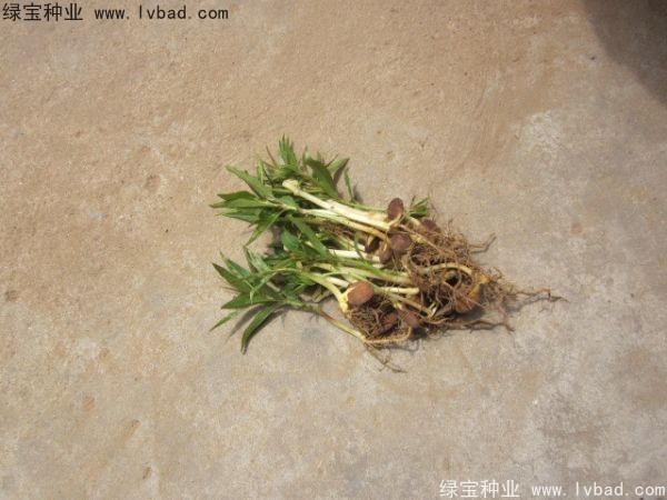 <a href='http://www.zishuwang.com.cn/linmuzhongzi/1723.html' target='_blank'>桃樹</a><a href='http://www.zishuwang.com.cn/' target='_blank'>種子</a>