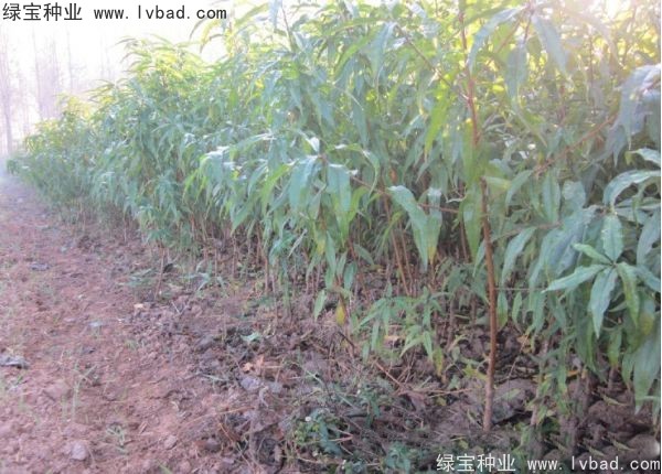 <a href='http://www.zishuwang.com.cn/linmuzhongzi/1723.html' target='_blank'>桃樹種子</a>