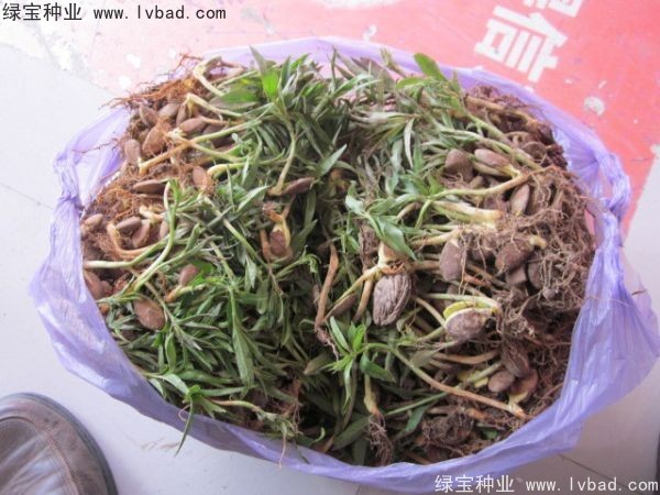 <a href='http://www.zishuwang.com.cn/linmuzhongzi/1723.html' target='_blank'>桃樹</a><a href='http://www.zishuwang.com.cn/' target='_blank'>種子</a>