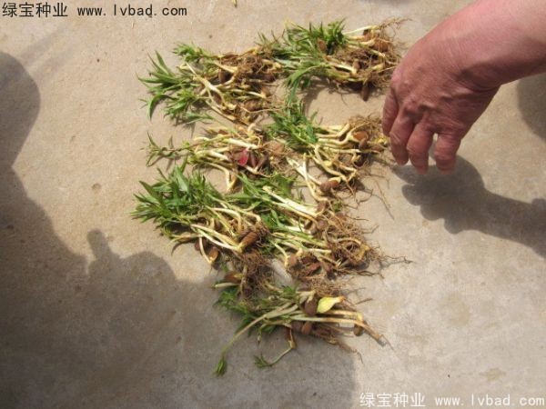 <a href='http://www.zishuwang.com.cn/linmuzhongzi/1723.html' target='_blank'>桃樹種子</a>