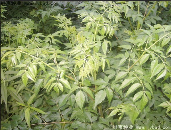 苦楝<a href='http://www.zishuwang.com.cn/' target='_blank'>種子</a>