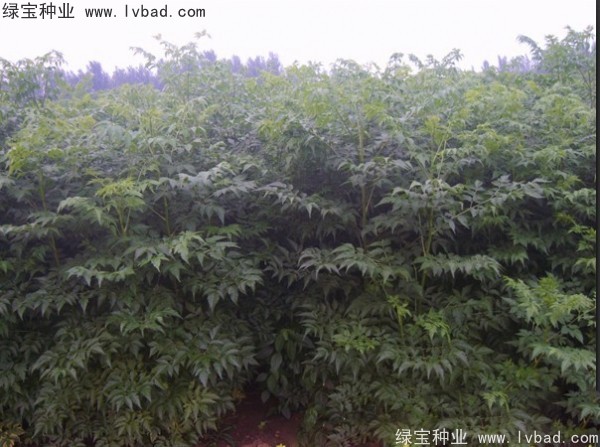 <a href='http://www.zishuwang.com.cn/linmuzhongzi/1725.html' target='_blank'>苦楝</a><a href='http://www.zishuwang.com.cn/' target='_blank'>種子</a>