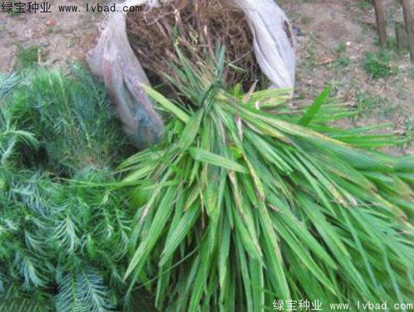 <a href='http://www.zishuwang.com.cn/linmuzhongzi/1727.html' target='_blank'>棕櫚種子</a>