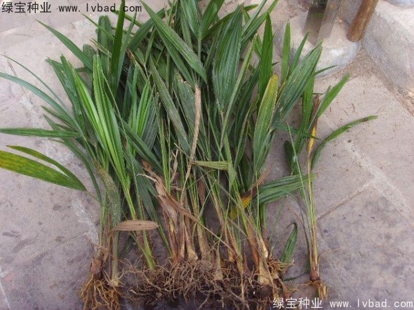 <a href='http://www.zishuwang.com.cn/linmuzhongzi/1727.html' target='_blank'>棕櫚種子</a>