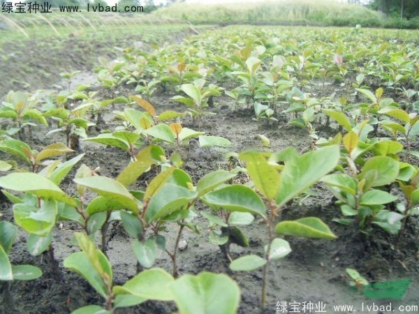 中華<a href='http://www.zishuwang.com.cn/linmuzhongzi/2255.html' target='_blank'>蚊母種子</a>