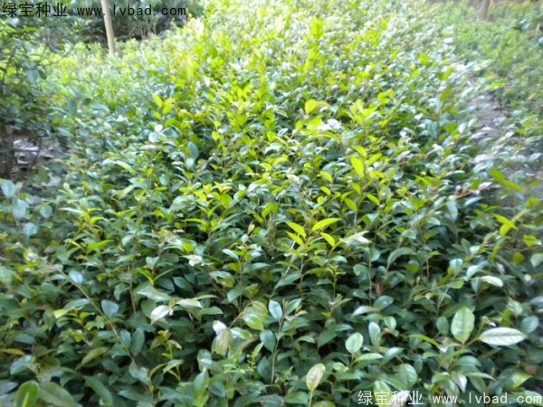 <a href='http://www.zishuwang.com.cn/linmuzhongzi/1736.html' target='_blank'>中華蚊母種子</a>