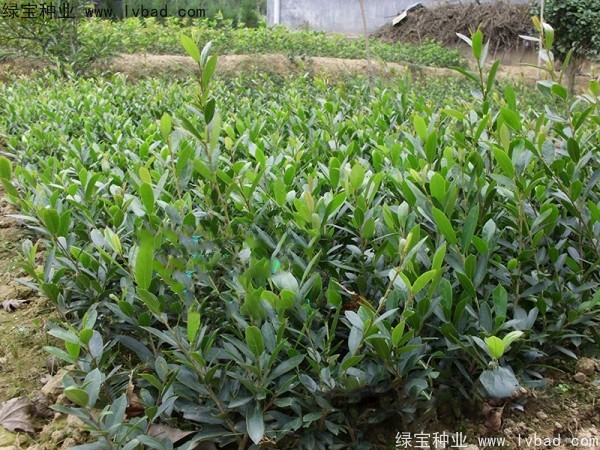 中華<a href='http://www.zishuwang.com.cn/linmuzhongzi/2255.html' target='_blank'>蚊母種子</a>