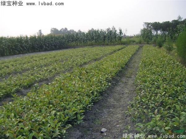 <a href='http://www.zishuwang.com.cn/linmuzhongzi/1736.html' target='_blank'>中華蚊母</a><a href='http://www.zishuwang.com.cn/' target='_blank'>種子</a>