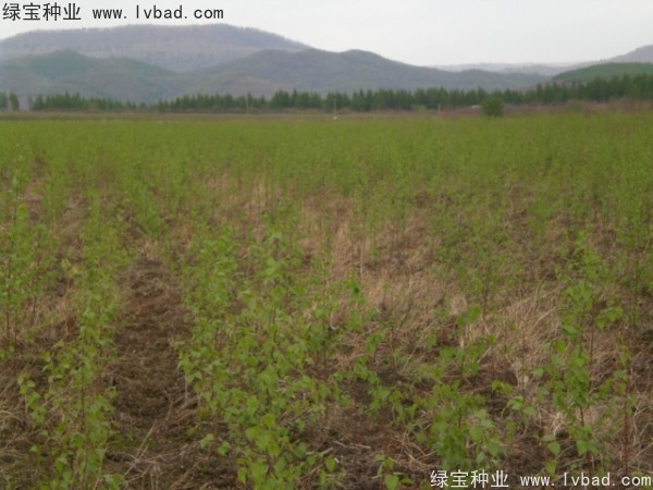 白樺<a href='http://www.zishuwang.com.cn/' target='_blank'>種子</a>