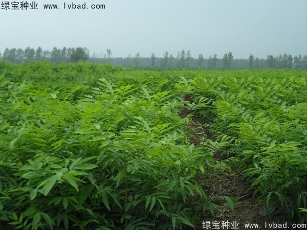 <a href='http://www.zishuwang.com.cn/linmuzhongzi/1742.html' target='_blank'>無患子</a><a href='http://www.zishuwang.com.cn/' target='_blank'>種子</a>