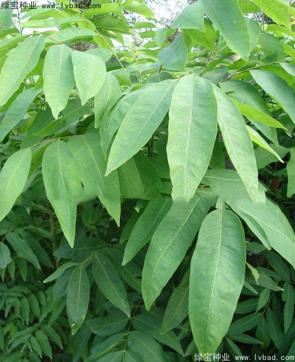 無患子<a href='http://www.zishuwang.com.cn/' target='_blank'>種子</a>
