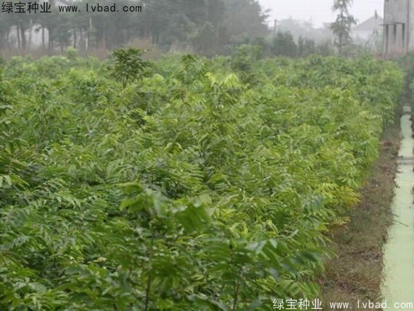 無患子<a href='http://www.zishuwang.com.cn/' target='_blank'>種子</a>