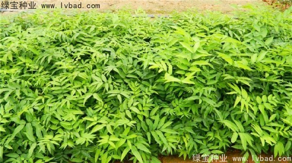 <a href='http://www.zishuwang.com.cn/linmuzhongzi/1742.html' target='_blank'>無患子種子</a>