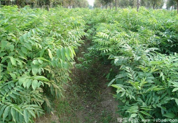 <a href='http://www.zishuwang.com.cn/linmuzhongzi/1742.html' target='_blank'>無患子種子</a>