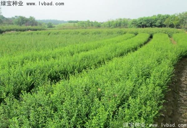 <a href='http://www.zishuwang.com.cn/linmuzhongzi/1743.html' target='_blank'>小葉女貞種子</a>