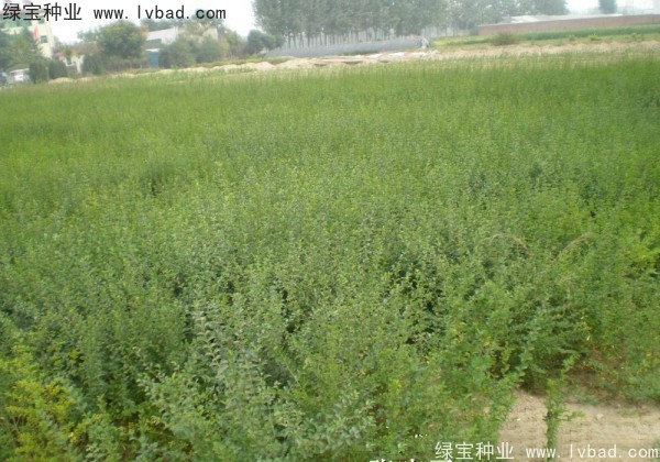 <a href='http://www.zishuwang.com.cn/linmuzhongzi/1743.html' target='_blank'>小葉女貞種子</a>