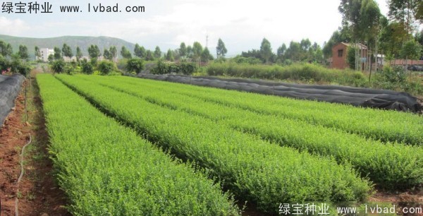 <a href='http://www.zishuwang.com.cn/linmuzhongzi/1743.html' target='_blank'>小葉女貞</a><a href='http://www.zishuwang.com.cn/' target='_blank'>種子</a>