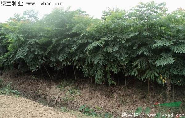 <a href='http://www.zishuwang.com.cn/linmuzhongzi/1745.html' target='_blank'>黃山欒樹種子</a>