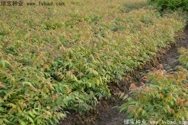 黃山<a href='http://www.zishuwang.com.cn/linmuzhongzi/1710.html' target='_blank'>欒樹種子</a>