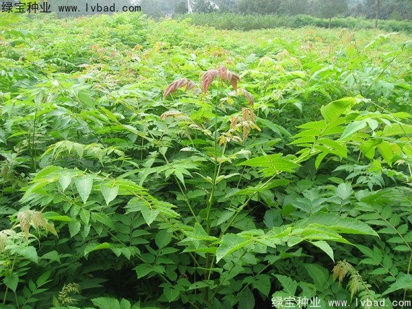 <a href='http://www.zishuwang.com.cn/linmuzhongzi/1745.html' target='_blank'>黃山欒樹種子</a>