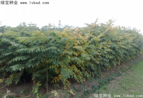黃山<a href='http://www.zishuwang.com.cn/linmuzhongzi/1710.html' target='_blank'>欒樹種子</a>