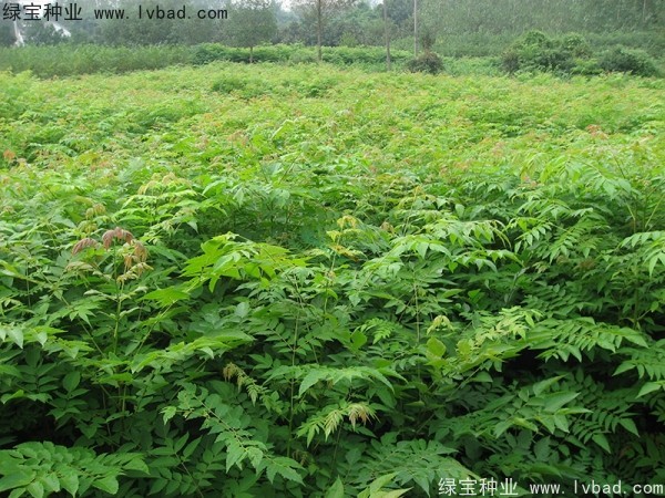 黃山<a href='http://www.zishuwang.com.cn/linmuzhongzi/1710.html' target='_blank'>欒樹種子</a>