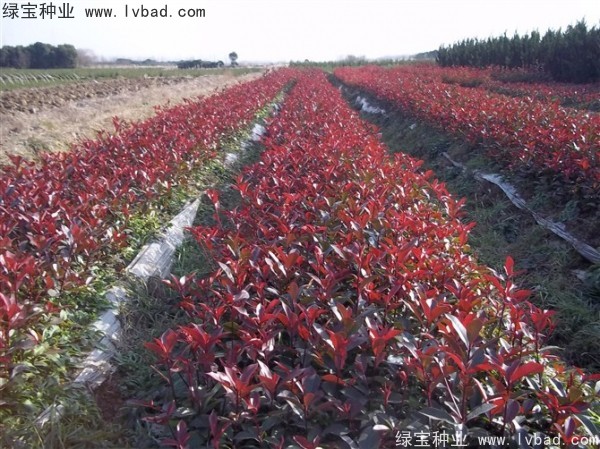 <a href='http://www.zishuwang.com.cn/linmuzhongzi/1747.html' target='_blank'>紅葉石楠種子</a>