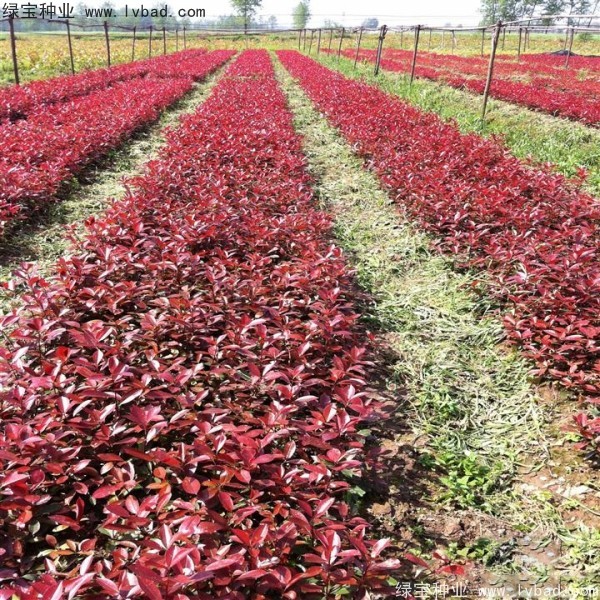 紅葉石楠<a href='http://www.zishuwang.com.cn/' target='_blank'>種子</a>