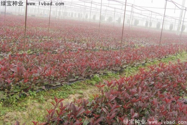 <a href='http://www.zishuwang.com.cn/linmuzhongzi/1747.html' target='_blank'>紅葉石楠種子</a>