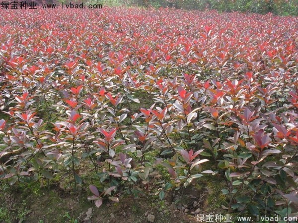 紅葉石楠<a href='http://www.zishuwang.com.cn/' target='_blank'>種子</a>