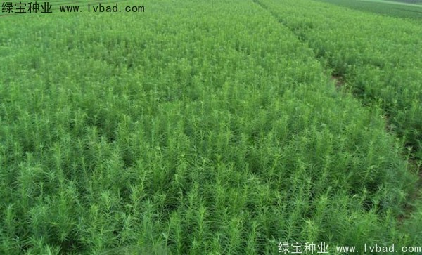 <a href='http://www.zishuwang.com.cn/linmuzhongzi/1751.html' target='_blank'>落葉松種子</a>