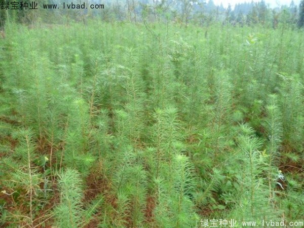 落葉松<a href='http://www.zishuwang.com.cn/' target='_blank'>種子</a>