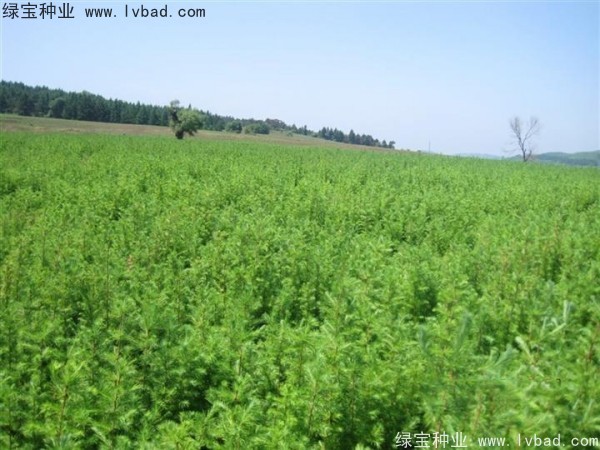 落葉松<a href='http://www.zishuwang.com.cn/' target='_blank'>種子</a>
