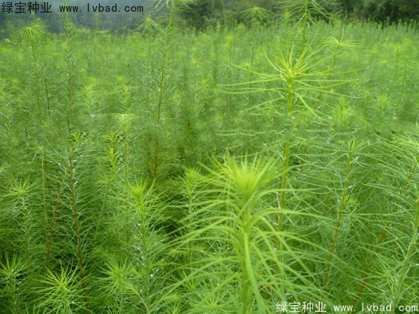 落葉松<a href='http://www.zishuwang.com.cn/' target='_blank'>種子</a>