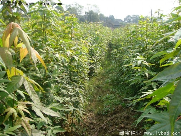 <a href='http://www.zishuwang.com.cn/linmuzhongzi/1752.html' target='_blank'>青楓</a><a href='http://www.zishuwang.com.cn/' target='_blank'>種子</a>