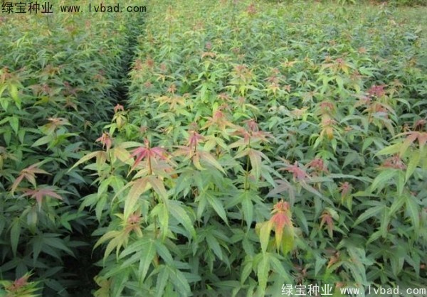 <a href='http://www.zishuwang.com.cn/linmuzhongzi/1752.html' target='_blank'>青楓</a><a href='http://www.zishuwang.com.cn/' target='_blank'>種子</a>
