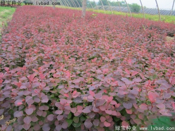 紅葉小檗<a href='http://www.zishuwang.com.cn/' target='_blank'>種子</a>